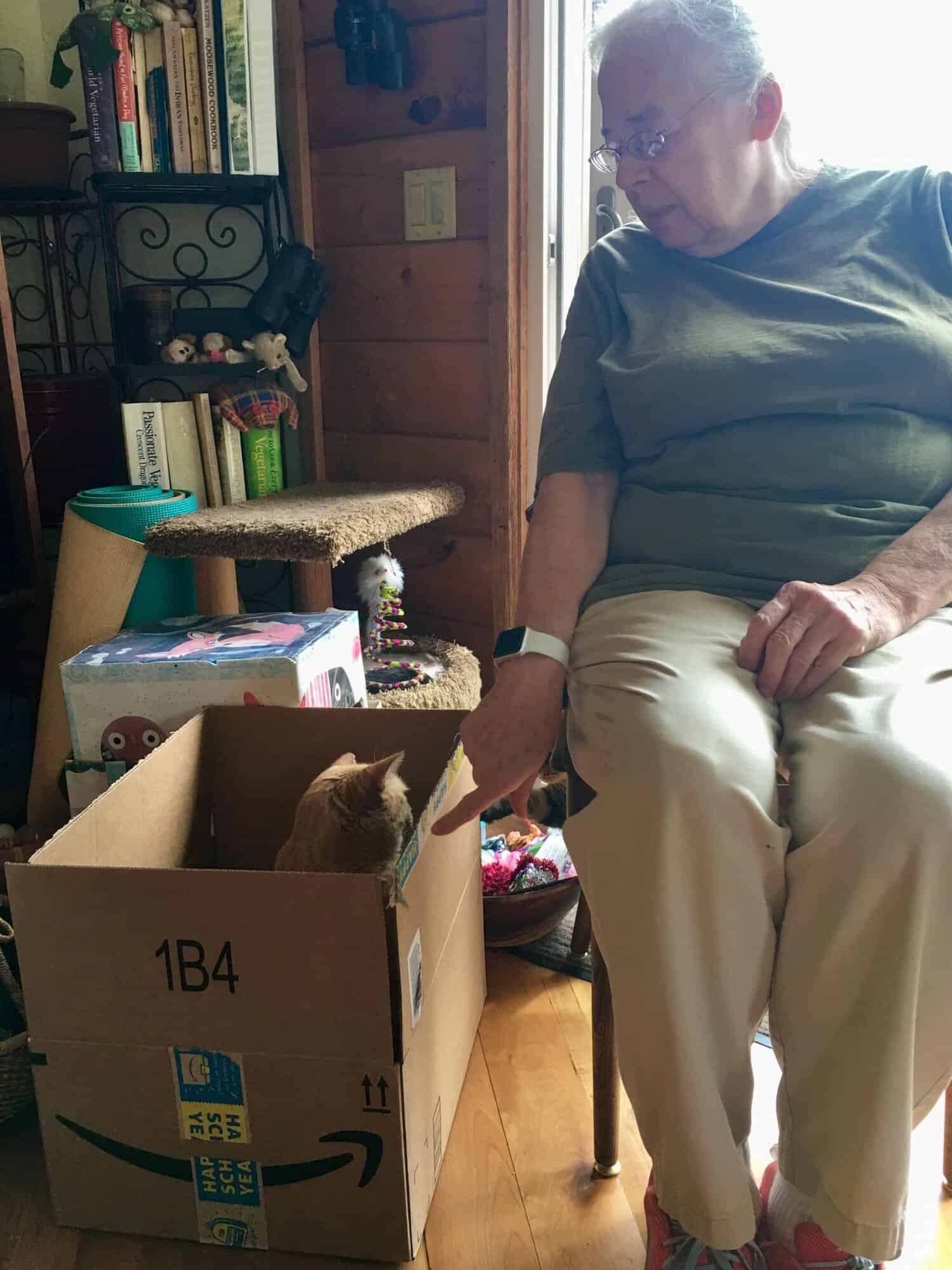Susan sitting on a chair looking at an orange cat in a cardboard box